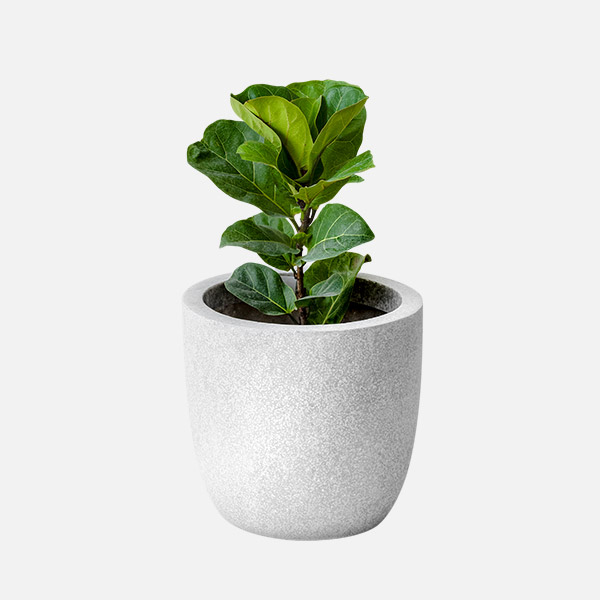 Fiddle Leaf Fig